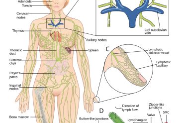 What causes spider veins and varicose veins?